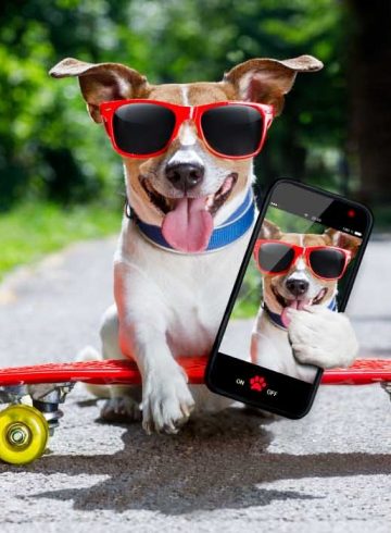pet-cation-in-style